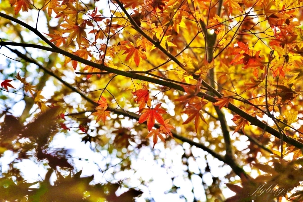 台中和平｜武陵福壽山2天1夜．經中橫到福壽山武陵採果樂，或是參加旅行社套裝行程 @飛天璇的口袋