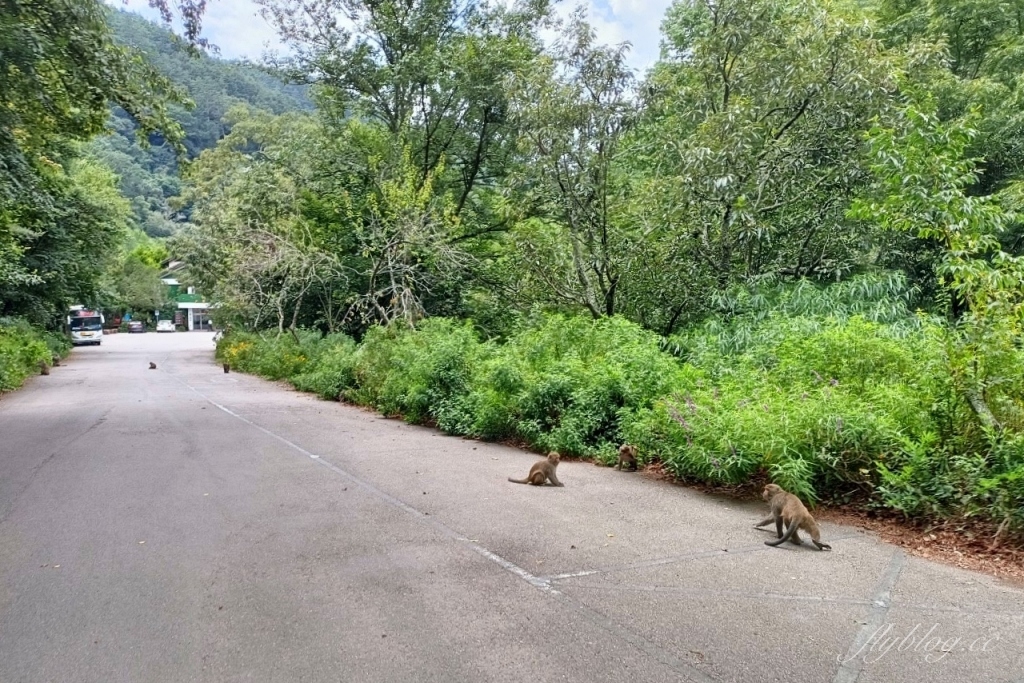 台中和平｜武陵農場．台灣三大高山農場，一年四季不同美景，門票、交通、住宿總整理 @飛天璇的口袋