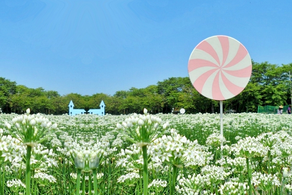 埤頭韭菜花田｜浪漫9月雪夢幻登場，一整片白色花海超好拍 @飛天璇的口袋