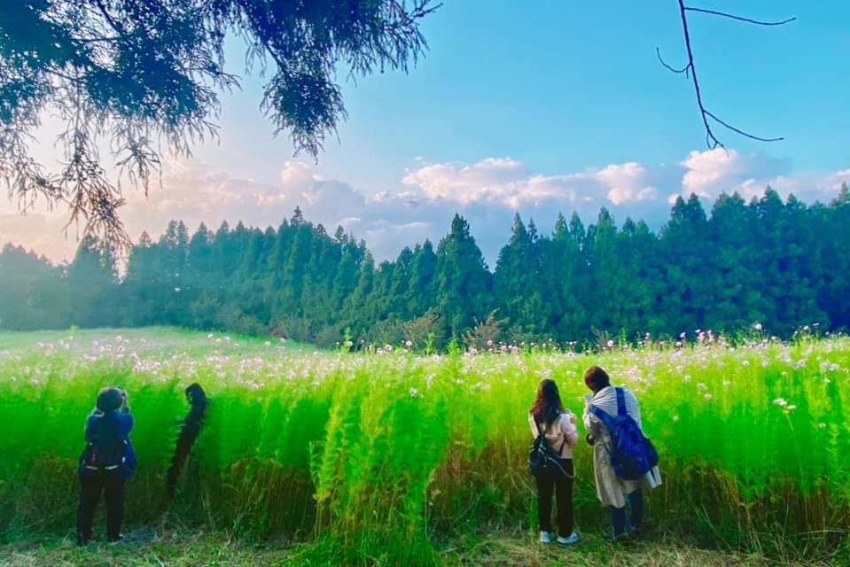 台中和平｜武陵福壽山2天1夜．經中橫到福壽山武陵採果樂，或是參加旅行社套裝行程 @飛天璇的口袋