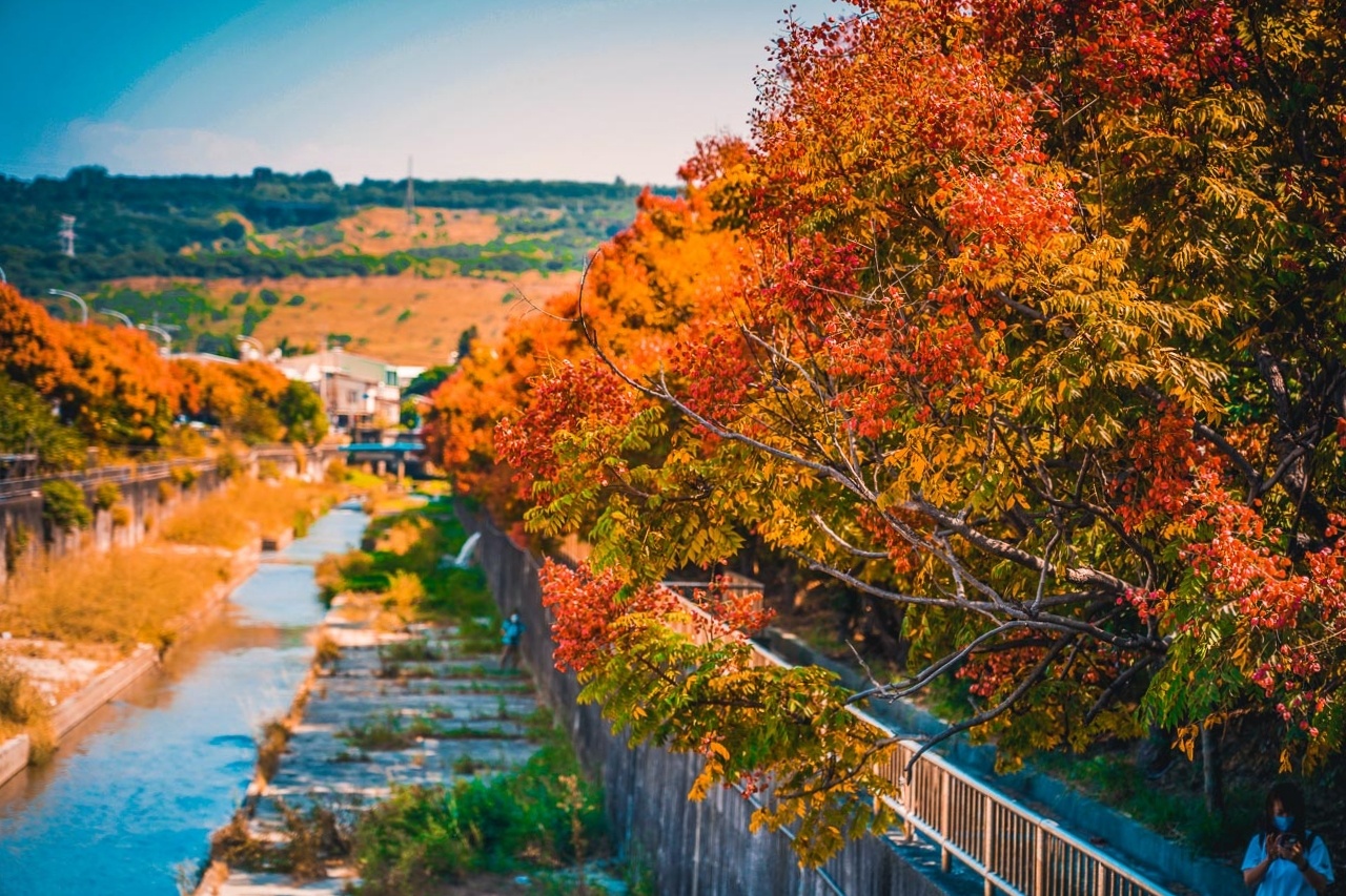 台中清水米粉寮大排水溝|清水最美欒樹秘境,綿延約2公里美不勝收 @飛天璇的口袋 台中清水米粉寮大排水溝|清水最美欒樹秘境,綿延約2公里美不勝收 @飛天璇的口袋
