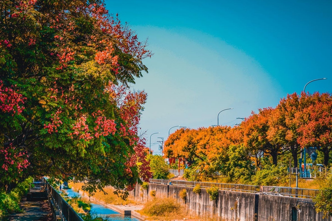 台中清水米粉寮大排水溝｜清水最美欒樹秘境，綿延約2公里美不勝收 @飛天璇的口袋