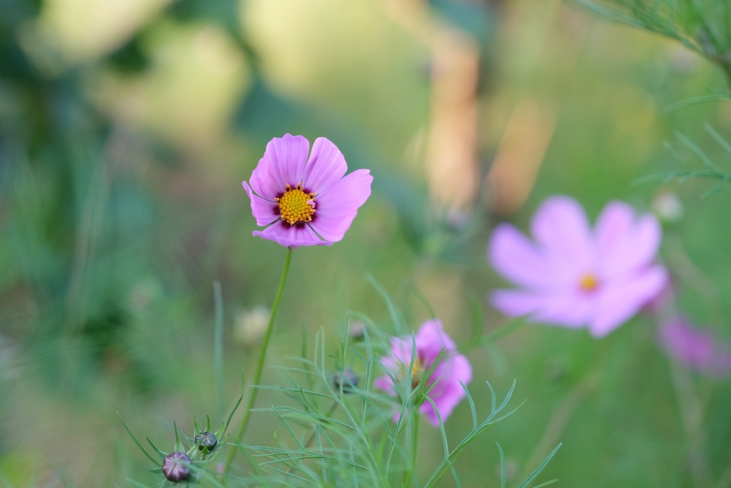 台中和平｜武陵福壽山2天1夜．經中橫到福壽山武陵採果樂，或是參加旅行社套裝行程 @飛天璇的口袋
