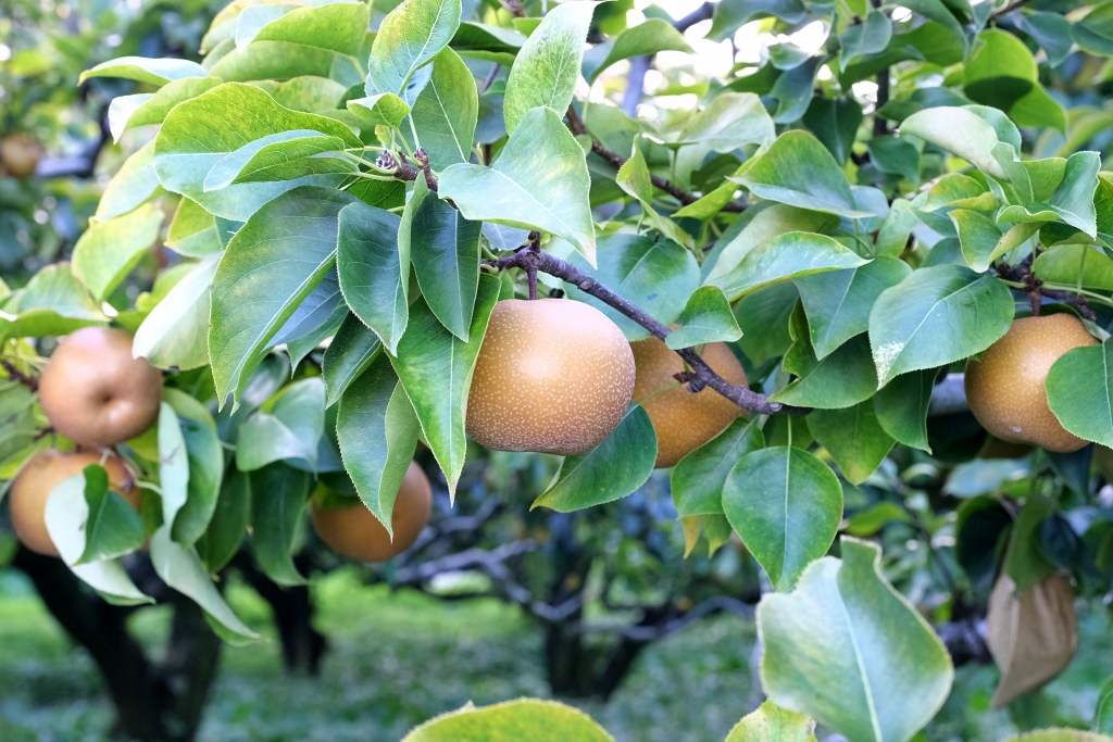 台中和平｜武陵福壽山2天1夜．經中橫到福壽山武陵採果樂，或是參加旅行社套裝行程 @飛天璇的口袋