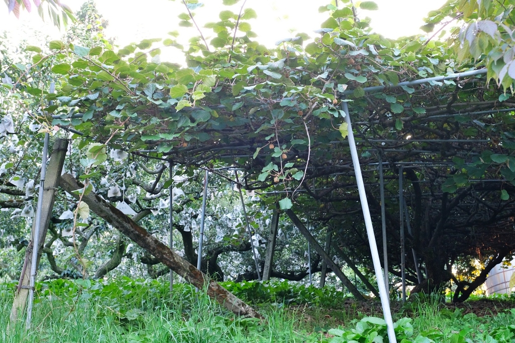 台中和平｜武陵福壽山2天1夜．經中橫到福壽山武陵採果樂，或是參加旅行社套裝行程 @飛天璇的口袋