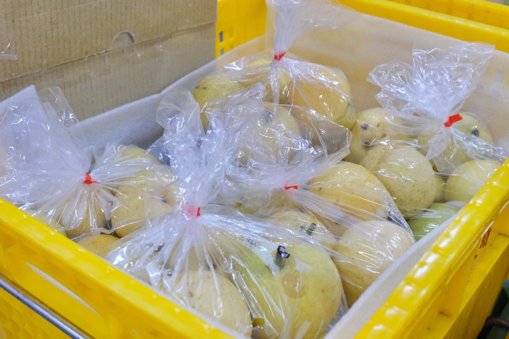 台中和平｜武陵福壽山2天1夜．經中橫到福壽山武陵採果樂，或是參加旅行社套裝行程 @飛天璇的口袋