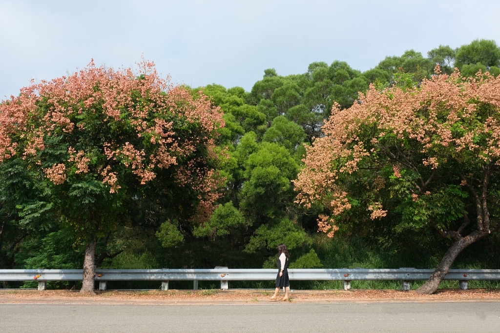 永春南路欒樹大道|秋天限定橘紅欒樹大道,制高點飽覽市區建築大廈 @飛天璇的口袋 永春南路欒樹大道|秋天限定橘紅欒樹大道,制高點飽覽市區建築大廈 @飛天璇的口袋