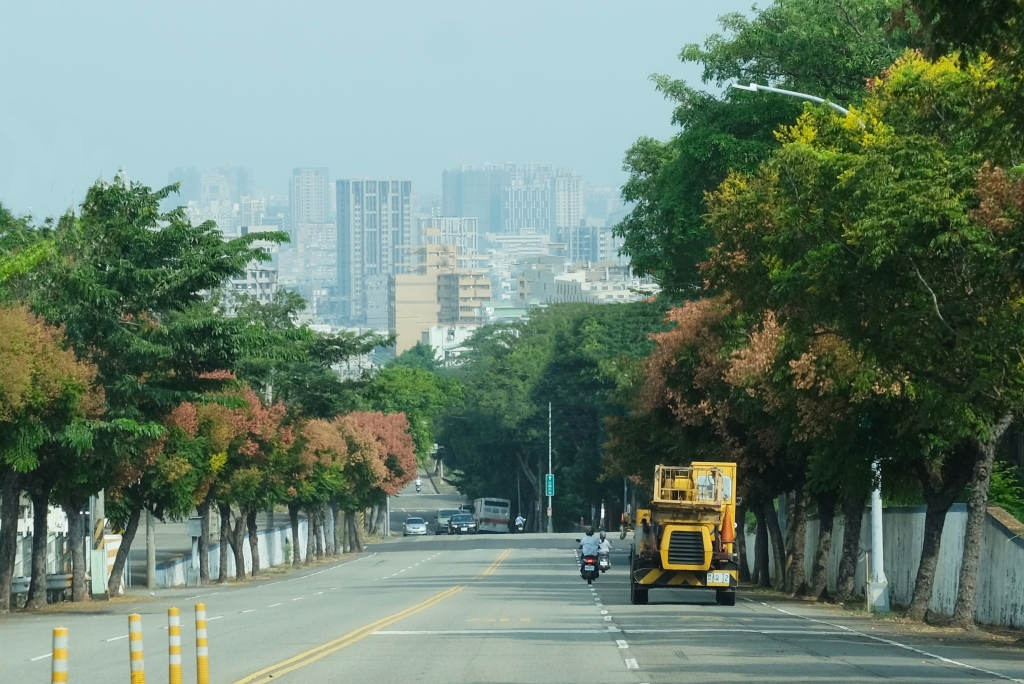 永春南路欒樹大道|秋天限定橘紅欒樹大道,制高點飽覽市區建築大廈 @飛天璇的口袋 永春南路欒樹大道|秋天限定橘紅欒樹大道,制高點飽覽市區建築大廈 @飛天璇的口袋