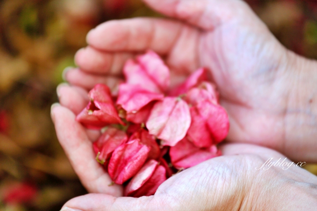台中清水米粉寮大排水溝｜清水最美欒樹秘境，綿延約2公里美不勝收 @飛天璇的口袋