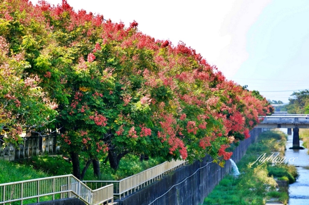 台中清水米粉寮大排水溝|清水最美欒樹秘境,綿延約2公里美不勝收 @飛天璇的口袋 台中清水米粉寮大排水溝|清水最美欒樹秘境,綿延約2公里美不勝收 @飛天璇的口袋