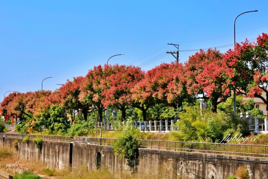 台中清水米粉寮大排水溝|清水最美欒樹秘境,綿延約2公里美不勝收 @飛天璇的口袋 台中清水米粉寮大排水溝|清水最美欒樹秘境,綿延約2公里美不勝收 @飛天璇的口袋