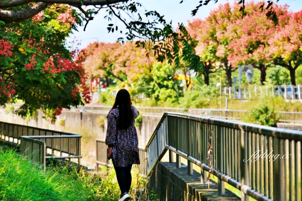 台中清水米粉寮大排水溝|清水最美欒樹秘境,綿延約2公里美不勝收 @飛天璇的口袋 台中清水米粉寮大排水溝|清水最美欒樹秘境,綿延約2公里美不勝收 @飛天璇的口袋