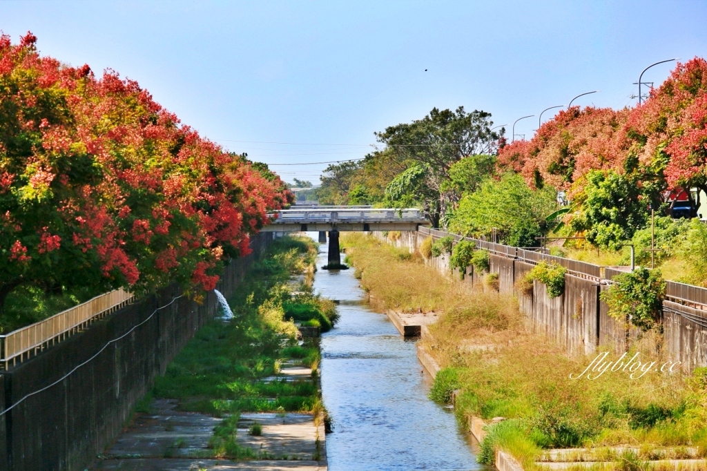 台中清水米粉寮大排水溝|清水最美欒樹秘境,綿延約2公里美不勝收 @飛天璇的口袋 台中清水米粉寮大排水溝|清水最美欒樹秘境,綿延約2公里美不勝收 @飛天璇的口袋