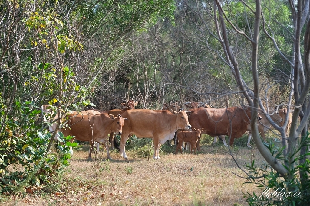 金門3天2夜行程｜金門自由行．3天2夜行程規劃，交通、景點、美食、住宿、伴手禮 @飛天璇的口袋