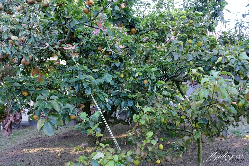 台中和平｜武陵福壽山2天1夜．經中橫到福壽山武陵採果樂，或是參加旅行社套裝行程 @飛天璇的口袋