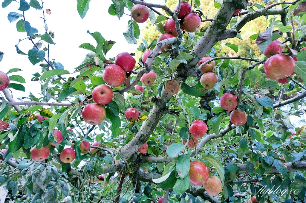 台中和平｜武陵福壽山2天1夜．經中橫到福壽山武陵採果樂，或是參加旅行社套裝行程 @飛天璇的口袋