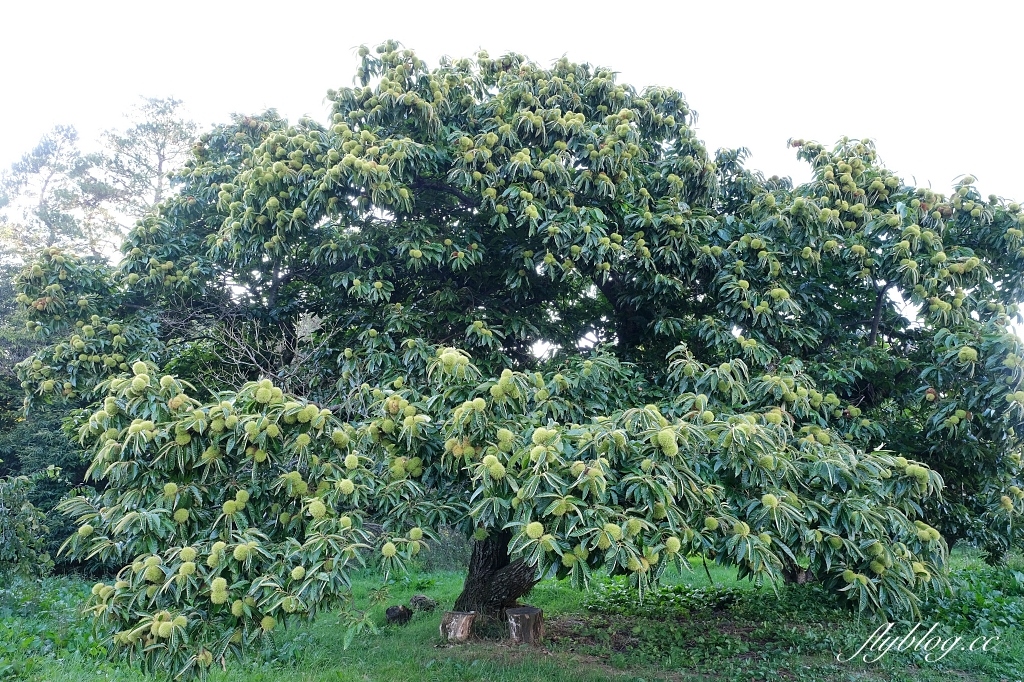 台中和平｜武陵福壽山2天1夜．經中橫到福壽山武陵採果樂，或是參加旅行社套裝行程 @飛天璇的口袋