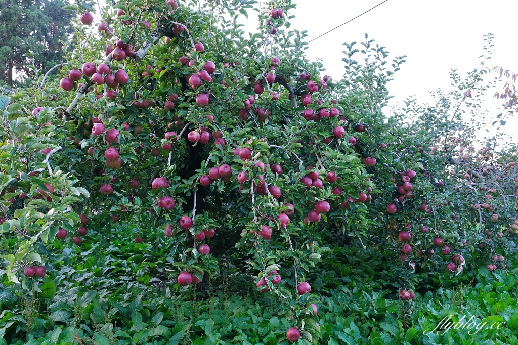 台中和平｜武陵福壽山2天1夜．經中橫到福壽山武陵採果樂，或是參加旅行社套裝行程 @飛天璇的口袋
