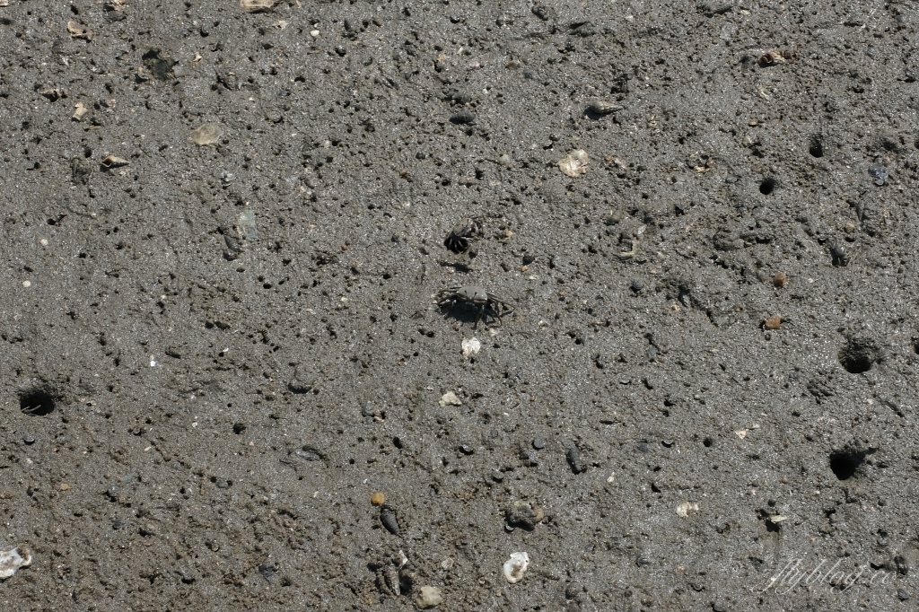 金門金城｜建功嶼，金門版的摩西分海，IG必拍大型牡蠣人裝罝藝術 @飛天璇的口袋