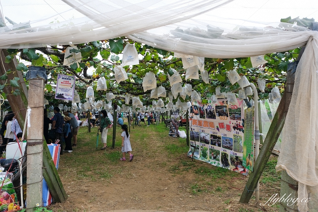 台中新社｜新峰農場．葡萄園的浪漫下午茶，採果體驗和戶外教室 @飛天璇的口袋