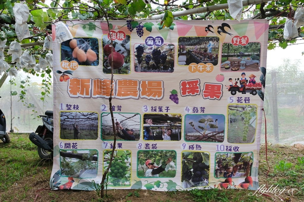 台中新社｜新峰農場．葡萄園的浪漫下午茶，採果體驗和戶外教室 @飛天璇的口袋