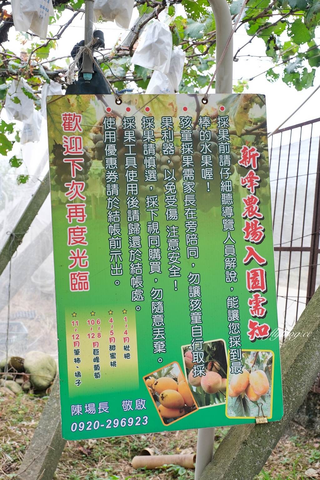 台中新社｜新峰農場．葡萄園的浪漫下午茶，採果體驗和戶外教室 @飛天璇的口袋