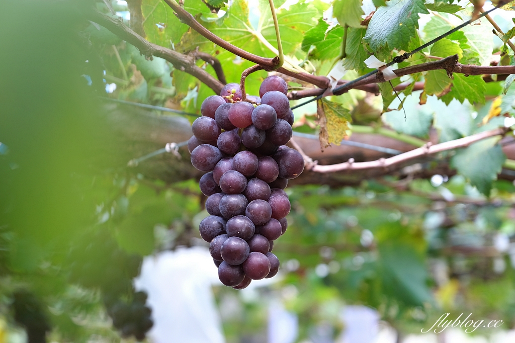 台中新社｜新峰農場．葡萄園的浪漫下午茶，採果體驗和戶外教室 @飛天璇的口袋