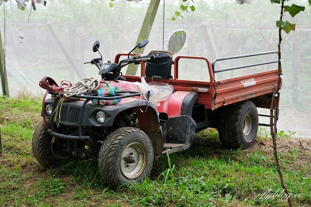 台中新社｜新峰農場．葡萄園的浪漫下午茶，採果體驗和戶外教室 @飛天璇的口袋
