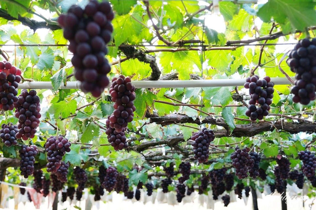 台中新社｜新峰農場．葡萄園的浪漫下午茶，採果體驗和戶外教室 @飛天璇的口袋