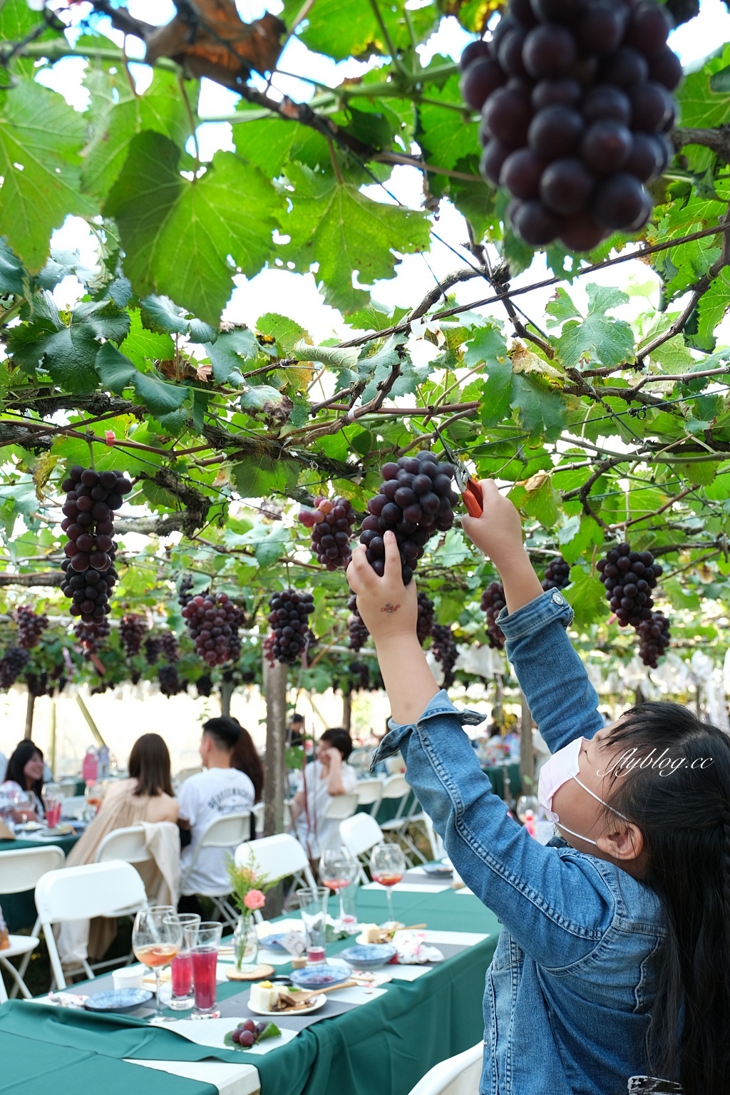 台中新社｜新峰農場．葡萄園的浪漫下午茶，採果體驗和戶外教室 @飛天璇的口袋