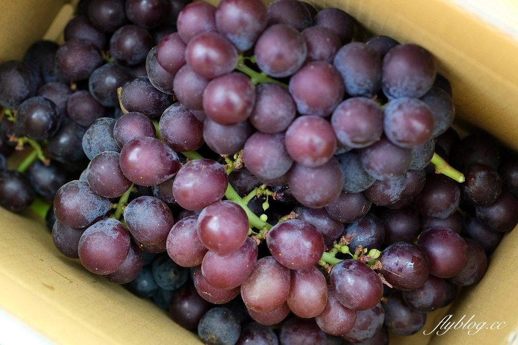 台中新社｜新峰農場．葡萄園的浪漫下午茶，採果體驗和戶外教室 @飛天璇的口袋