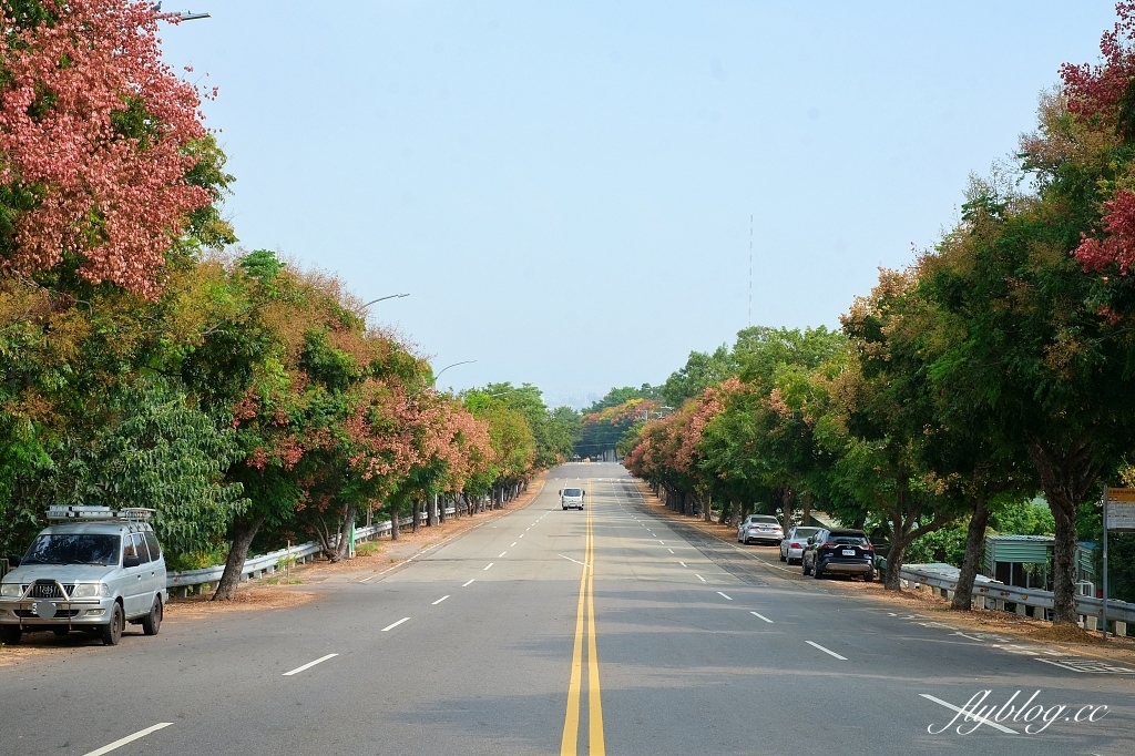 永春南路欒樹大道｜秋天限定橘紅欒樹大道，制高點飽覽市區建築大廈 @飛天璇的口袋