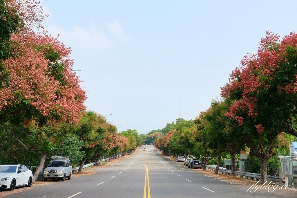 永春南路欒樹大道|秋天限定橘紅欒樹大道,制高點飽覽市區建築大廈 @飛天璇的口袋 永春南路欒樹大道|秋天限定橘紅欒樹大道,制高點飽覽市區建築大廈 @飛天璇的口袋
