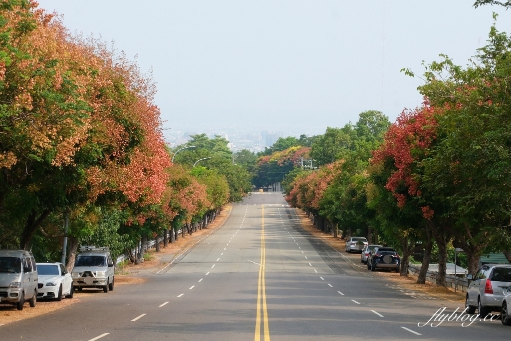 永春南路欒樹大道|秋天限定橘紅欒樹大道,制高點飽覽市區建築大廈 @飛天璇的口袋 永春南路欒樹大道|秋天限定橘紅欒樹大道,制高點飽覽市區建築大廈 @飛天璇的口袋