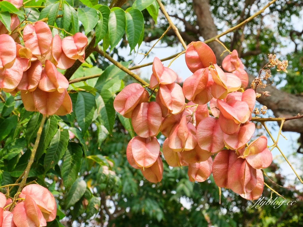 永春南路欒樹大道｜秋天限定橘紅欒樹大道，制高點飽覽市區建築大廈 @飛天璇的口袋