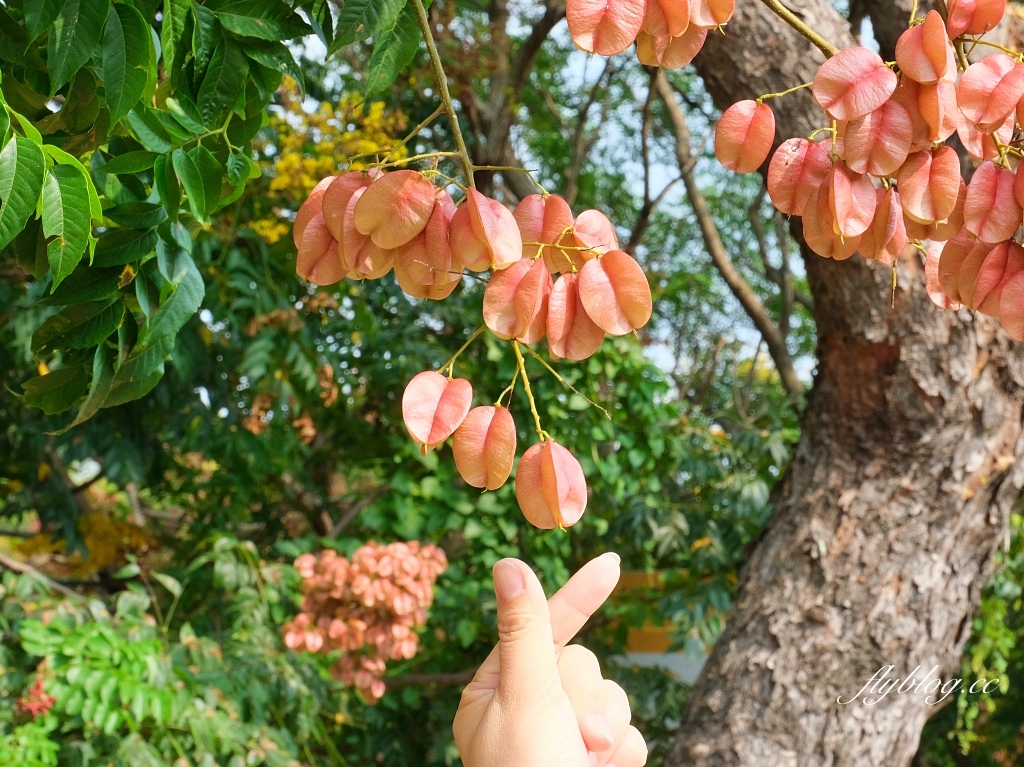 永春南路欒樹大道｜秋天限定橘紅欒樹大道，制高點飽覽市區建築大廈 @飛天璇的口袋