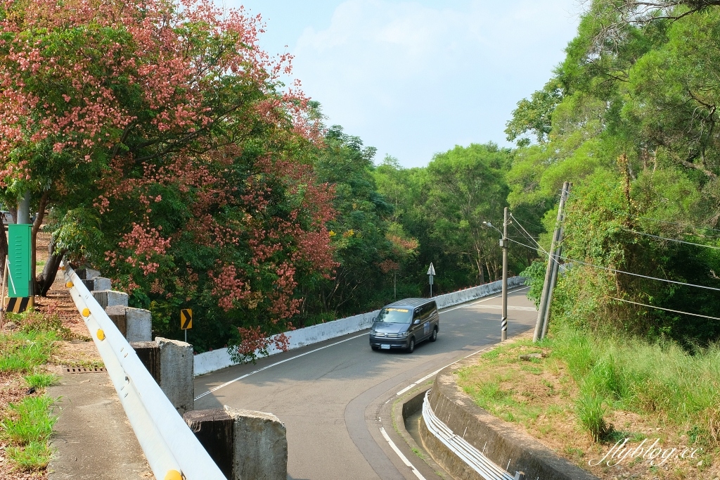 永春南路欒樹大道｜秋天限定橘紅欒樹大道，制高點飽覽市區建築大廈 @飛天璇的口袋