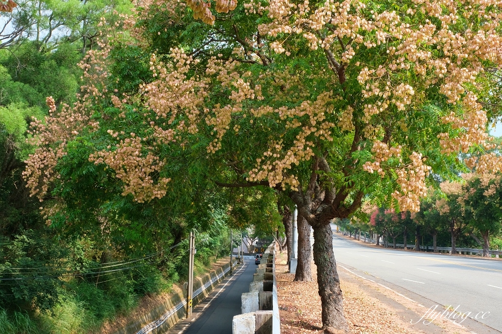 永春南路欒樹大道|秋天限定橘紅欒樹大道,制高點飽覽市區建築大廈 @飛天璇的口袋 永春南路欒樹大道|秋天限定橘紅欒樹大道,制高點飽覽市區建築大廈 @飛天璇的口袋