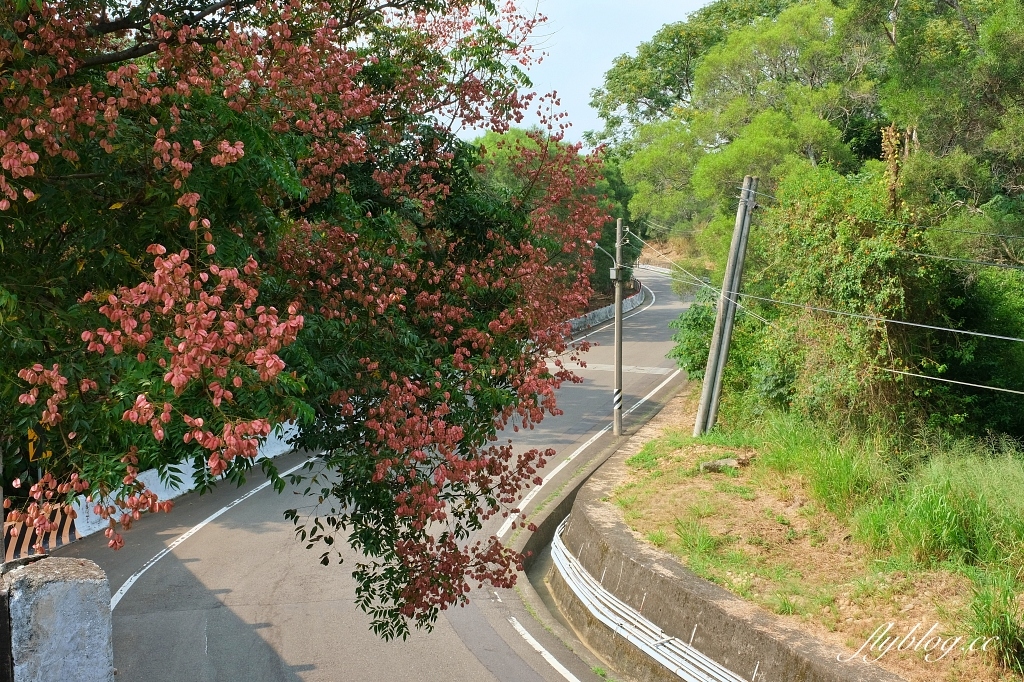 永春南路欒樹大道|秋天限定橘紅欒樹大道,制高點飽覽市區建築大廈 @飛天璇的口袋 永春南路欒樹大道|秋天限定橘紅欒樹大道,制高點飽覽市區建築大廈 @飛天璇的口袋