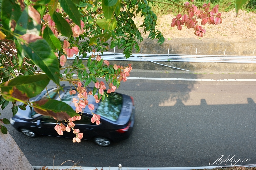永春南路欒樹大道|秋天限定橘紅欒樹大道,制高點飽覽市區建築大廈 @飛天璇的口袋 永春南路欒樹大道|秋天限定橘紅欒樹大道,制高點飽覽市區建築大廈 @飛天璇的口袋