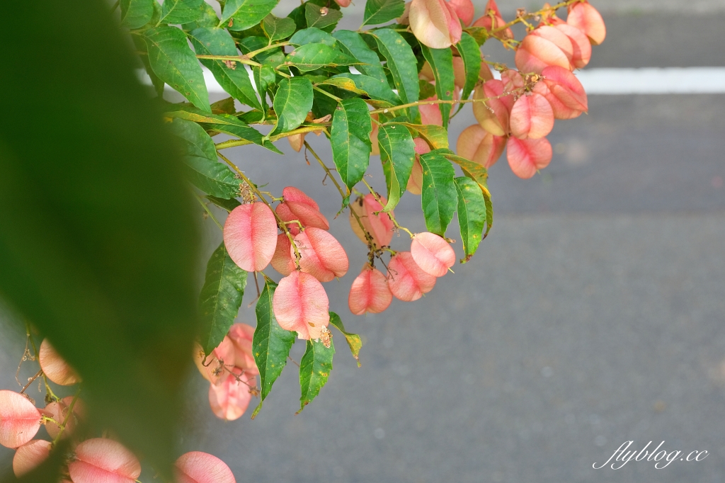永春南路欒樹大道|秋天限定橘紅欒樹大道,制高點飽覽市區建築大廈 @飛天璇的口袋 永春南路欒樹大道|秋天限定橘紅欒樹大道,制高點飽覽市區建築大廈 @飛天璇的口袋