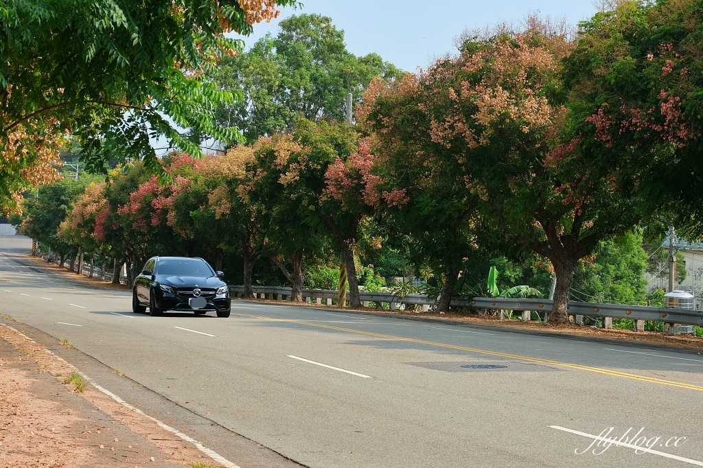 永春南路欒樹大道｜秋天限定橘紅欒樹大道，制高點飽覽市區建築大廈 @飛天璇的口袋