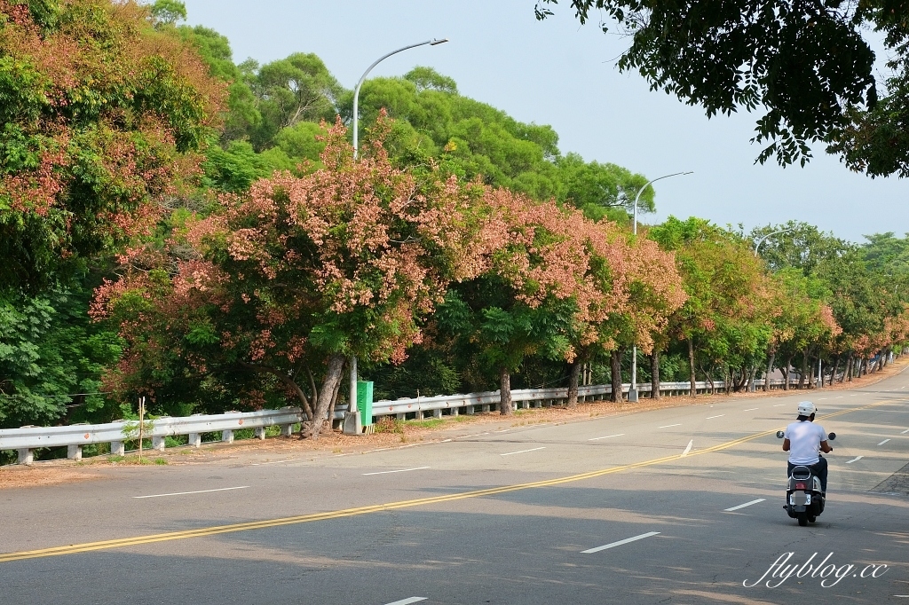 永春南路欒樹大道｜秋天限定橘紅欒樹大道，制高點飽覽市區建築大廈 @飛天璇的口袋