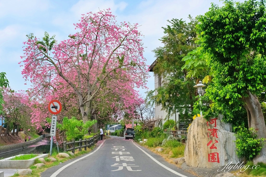 北斗河濱公園|一期一會的美人樹風吹雪,從渡船頭開始綿延1.5公里 @飛天璇的口袋 北斗河濱公園|一期一會的美人樹風吹雪,從渡船頭開始綿延1.5公里 @飛天璇的口袋