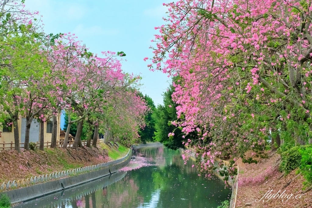 北斗河濱公園|一期一會的美人樹風吹雪,從渡船頭開始綿延1.5公里 @飛天璇的口袋 北斗河濱公園|一期一會的美人樹風吹雪,從渡船頭開始綿延1.5公里 @飛天璇的口袋