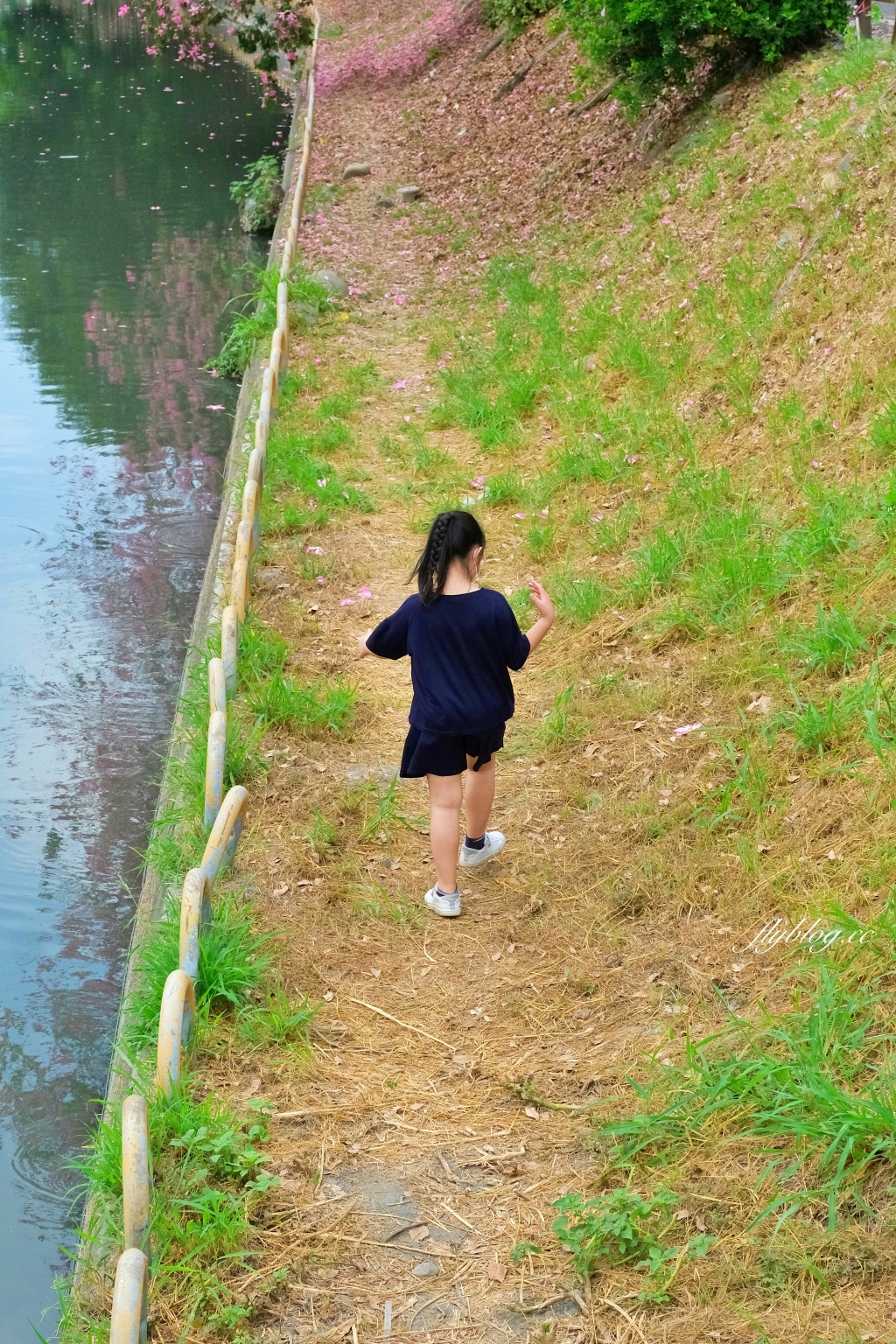 北斗河濱公園｜一期一會的美人樹風吹雪，從渡船頭開始綿延1.5公里 @飛天璇的口袋