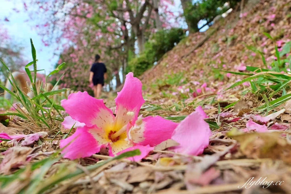 北斗河濱公園|一期一會的美人樹風吹雪,從渡船頭開始綿延1.5公里 @飛天璇的口袋 北斗河濱公園|一期一會的美人樹風吹雪,從渡船頭開始綿延1.5公里 @飛天璇的口袋