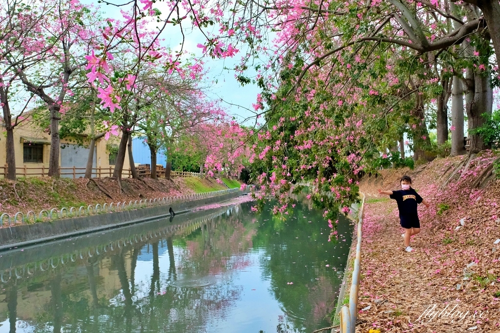 北斗河濱公園|一期一會的美人樹風吹雪,從渡船頭開始綿延1.5公里 @飛天璇的口袋 北斗河濱公園|一期一會的美人樹風吹雪,從渡船頭開始綿延1.5公里 @飛天璇的口袋