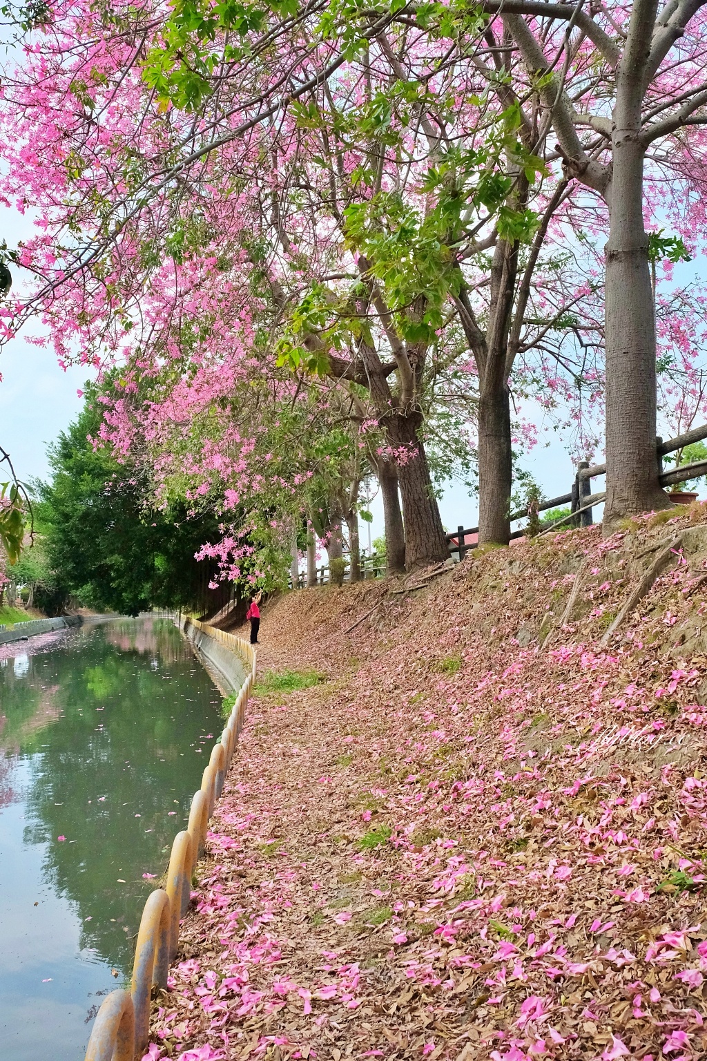 北斗河濱公園｜一期一會的美人樹風吹雪，從渡船頭開始綿延1.5公里 @飛天璇的口袋