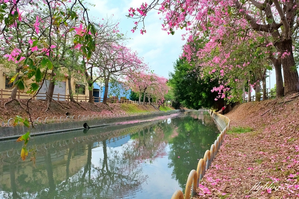 北斗河濱公園|一期一會的美人樹風吹雪,從渡船頭開始綿延1.5公里 @飛天璇的口袋 北斗河濱公園|一期一會的美人樹風吹雪,從渡船頭開始綿延1.5公里 @飛天璇的口袋